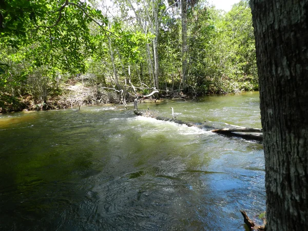 亚马逊河支流 — 图库照片