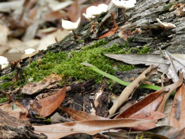küçük böcekçil yılan sürünerek