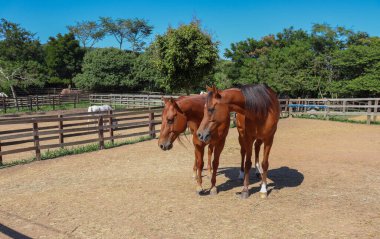 Çayırda yüzlerini çeviren iki inatçı kahverengi at.