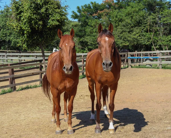 İki kahverengi at yan yana kameraya bakıyor.