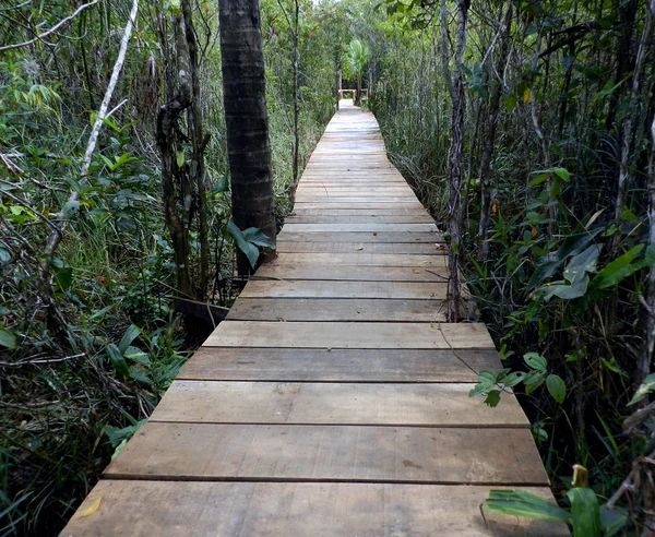 Camino a través del bosque — Foto de Stock