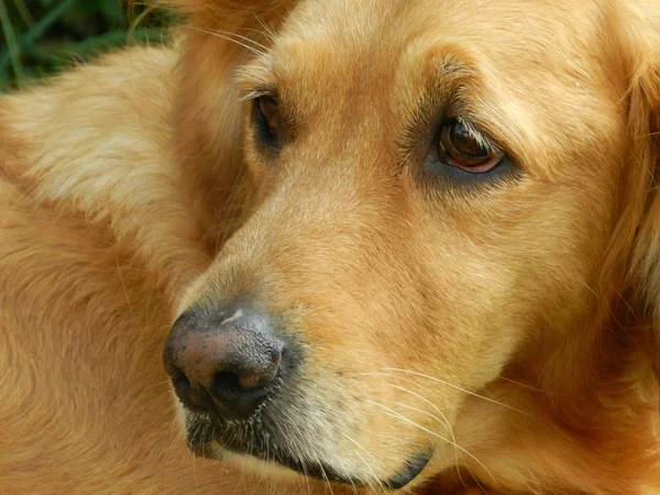 Carino e triste — Foto Stock