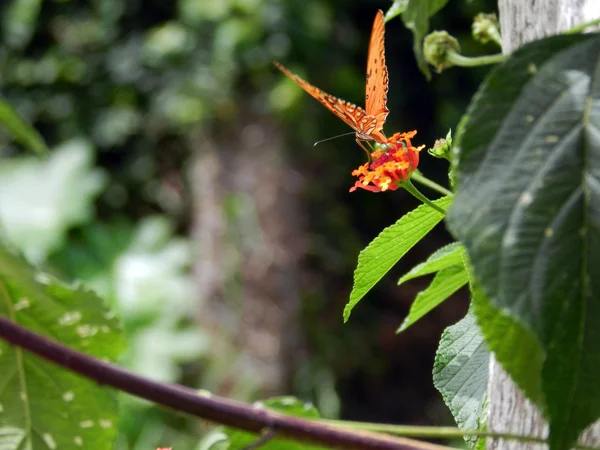 Beso de mariposa — Foto de Stock