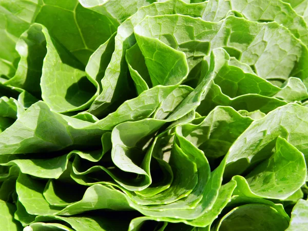 Fresh pack of Kale — Stock Image Fresh pack of Kale Royalty Free Stock Photos