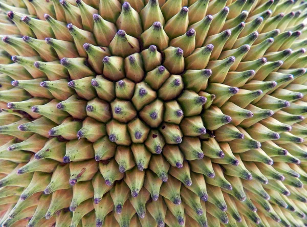 Closeup ενός jackfruit — Φωτογραφία Αρχείου