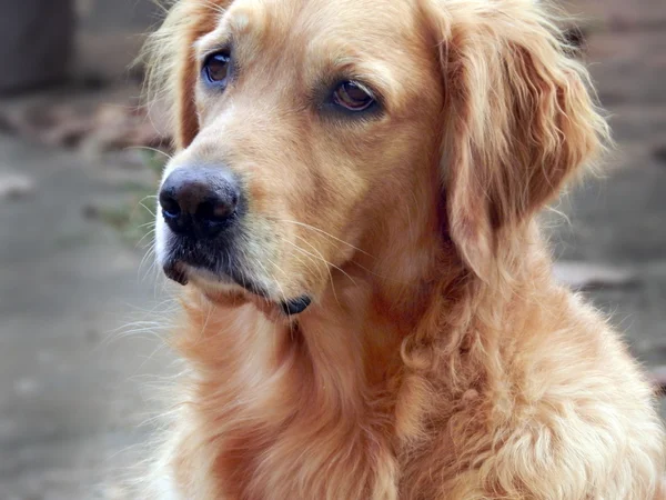 Χαριτωμένο χρυσόs retriever — Φωτογραφία Αρχείου