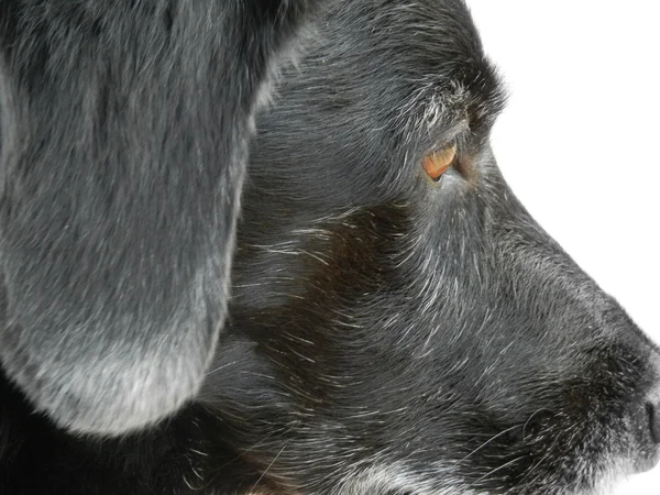 Old and lonely dog — Stock Photo, Image