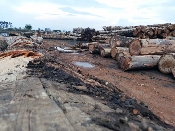 Triste desmatamento amazônico Imagens Royalty-Free