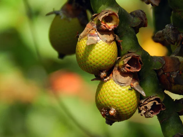Fruit called buriti Royalty Free Stock Images