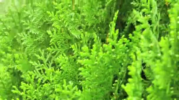 Stäng av gröna thuja orientalis gren rör sig i vinden i trädgården. (handhållna skott) — Stockvideo
