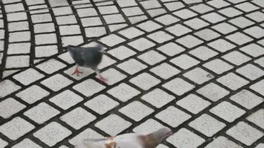 Geç öğleden sonra parkta yürüyüş güvercinler kuş (güvercin)