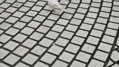 Geç öğleden sonra parkta yürüyüş güvercinler kuş (güvercin)