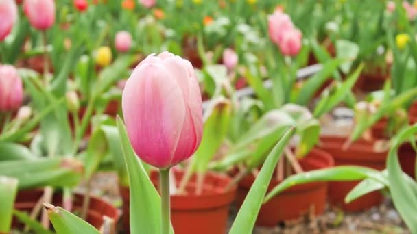 Il bellissimo fiore di tulipano rosa che si muove nel vento in giardino — Video Stock