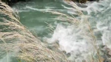 Taichung, Tayvan Cijiawan Nehri yakınında rüzgarda hareketli çim kurutulmuş.