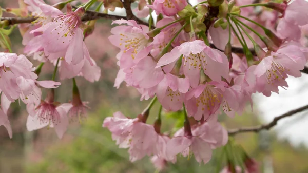 Το υποκατάστημα λουλούδι ροζ sakura (κεράσι ανθίσει). — Φωτογραφία Αρχείου