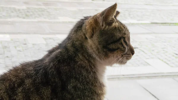 The brown cat sitting on the walking street — Stock Photo, Image