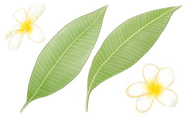Beyaz arka planda güzel Frangipani (plumeria) çiçek botaniği ve yeşil yaprak raster resimlerinin dijital tablosu.