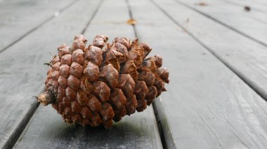 Çam kozalağı eski ahşap masa üzerinde. (1)