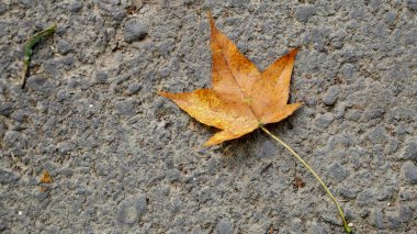 Sarı akçaağaç yaprağı bir yol zemin üzerinde kurutulmuş.