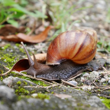 Yerde sürünen salyangoz