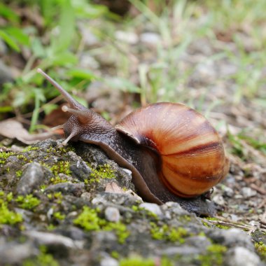 Yerde sürünen salyangoz