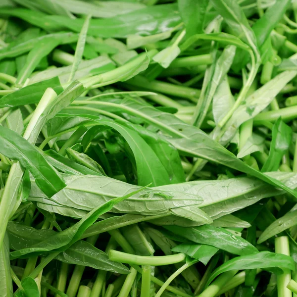 Çin sabah zafer sebze