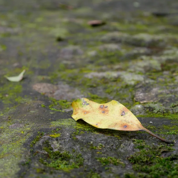 Hoja seca sobre una piedra de musgo — Foto de Stock