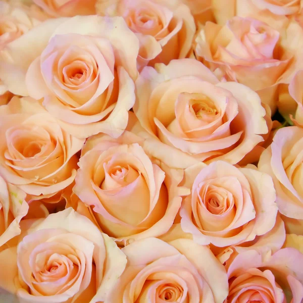 O lindo rosa pálido buquê de rosa — Fotografia de Stock