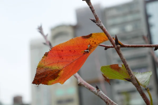 A close up a szárított levelek a város fa ága — Stock Fotó