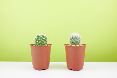Ev dekorasyon için beyaz masada küçük kahverengi bitki tencerede küçük yeşil kaktüs.