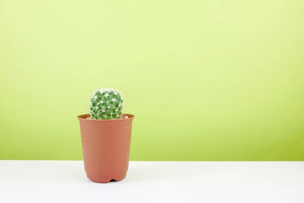 Ev dekorasyon için beyaz masada küçük kahverengi bitki tencerede küçük yeşil kaktüs.
