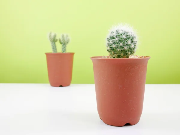 Küçük kahverengi bitki tencerede küçük yeşil kaktüs