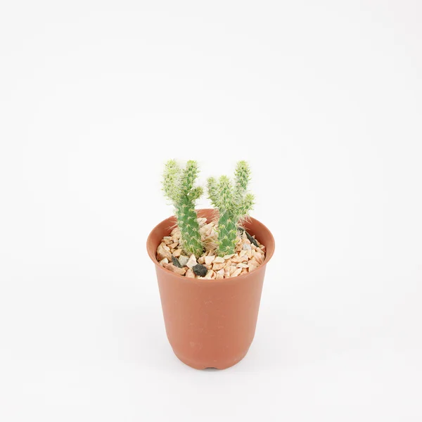 De kleine groene cactus in kleine bruine plant pot — Stockfoto