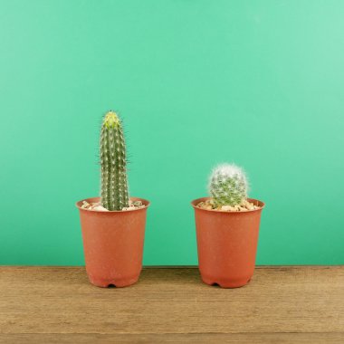 Kahverengi ahşap plakalar üzerinde küçük kahverengi bitki tencerede küçük yeşil kaktüs