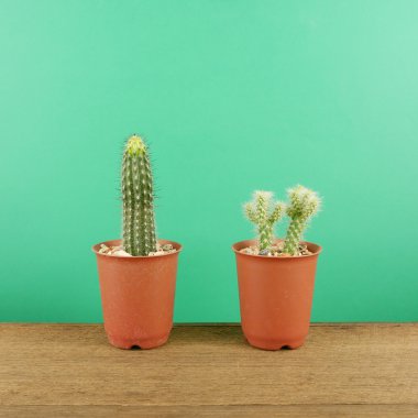 Kahverengi ahşap plakalar üzerinde küçük kahverengi bitki tencerede küçük yeşil kaktüs