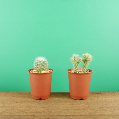 Kahverengi ahşap plakalar üzerinde küçük kahverengi bitki tencerede küçük yeşil kaktüs