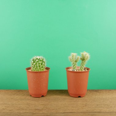 Kahverengi ahşap plakalar üzerinde küçük kahverengi bitki tencerede küçük yeşil kaktüs