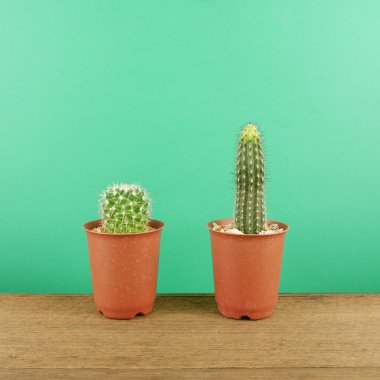 Kahverengi ahşap plakalar üzerinde küçük kahverengi bitki tencerede küçük yeşil kaktüs