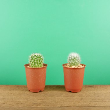 Kahverengi ahşap plakalar üzerinde küçük kahverengi bitki tencerede küçük yeşil kaktüs