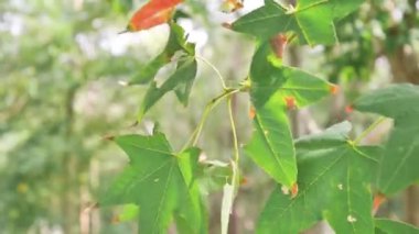 Yeşil akçaağaç dalı rüzgarda hareketli bırakır