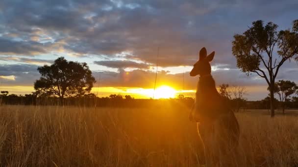 Australië Kangaroo op zonsondergang — Stockvideo