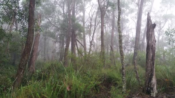 Ködben gördülő eucalypt esőerdők ausztrál táj