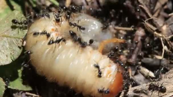 Ants vs Beetle grub 3