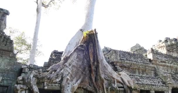 Cambodge Angkor Wat temple bâtiments anciens en ruine Preah Khan — Video