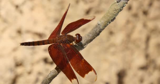 Rode draak vliegen insect natuur wildlife van Cambodja tempel complex — Stockvideo