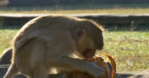 Мавпи їдять Камбоджі Ангкор-Ват храму стародавньої цивілізації — стокове відео