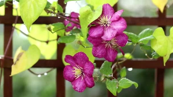 雨中的紫丁香花 — 图库视频影像
