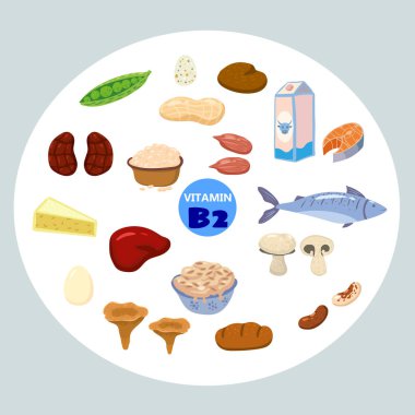 B2 vitamini kaynağı, doğal kaynaklar. Sağlıklı günlük, içinde riboflavin, peynir, mantar, fındık ve balık bulunan zengin yiyecekler. Organik diyet ürünleri, doğal besin toplama. Vektör düz çizgi film
