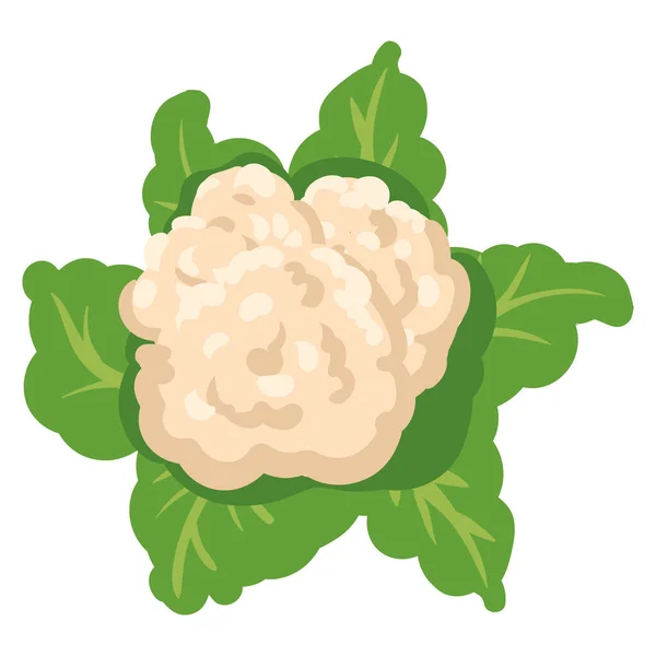 Coliflor con hojas verdes, alimento saludable producto orgánico. Vector mano dibujos animados dibujar plano estilo de moda fondo blanco aislado — Archivo Imágenes Vectoriales