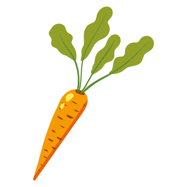 Zanahoria con hojas verdes, alimento saludable producto orgánico. Vector mano dibujos animados dibujar plano estilo de moda fondo blanco aislado — Vector de stock